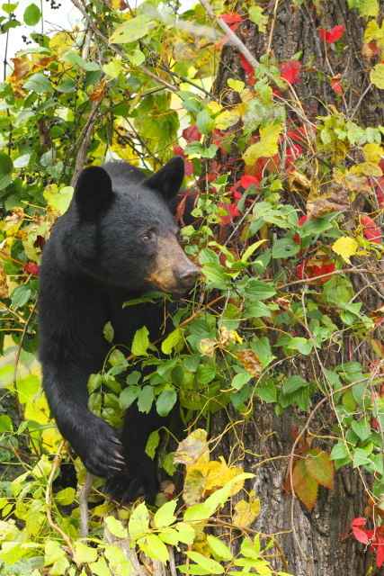 American Black Bear_2AM-000371