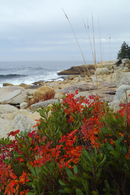 Herring Cove 2AM-000976