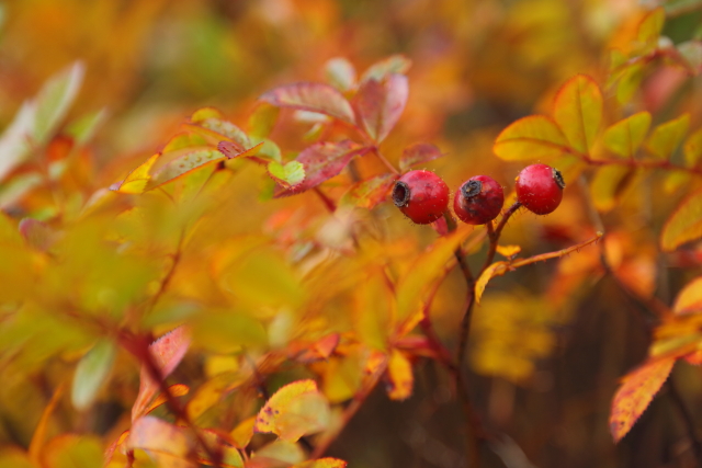 Herring Cove 2AM-000982