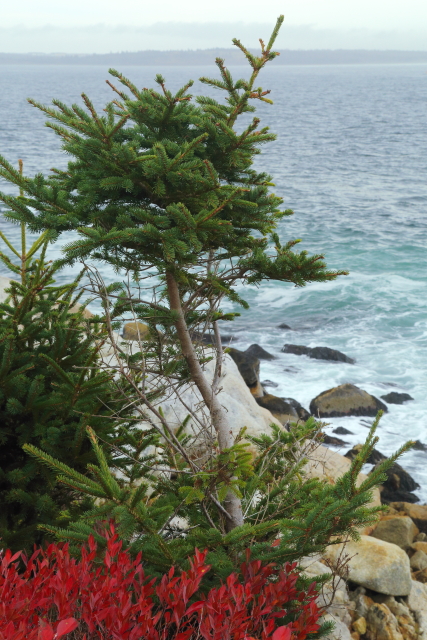 Herring Cove 2AM-001009