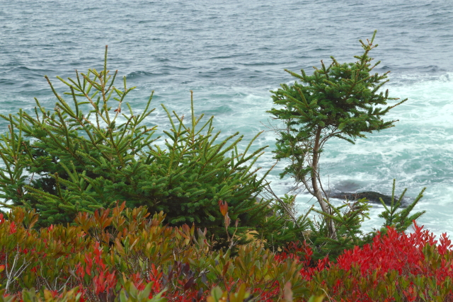 Herring Cove 2AM-001011