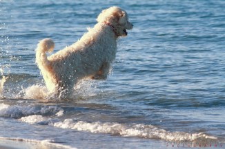 Dog-Beach---South-Beach-2AM-002163-EOS-7D