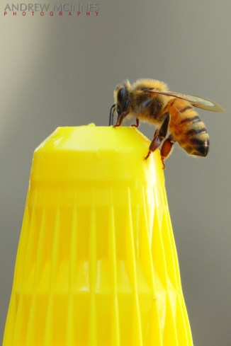 Honey-Bee-2AM-004025-7D