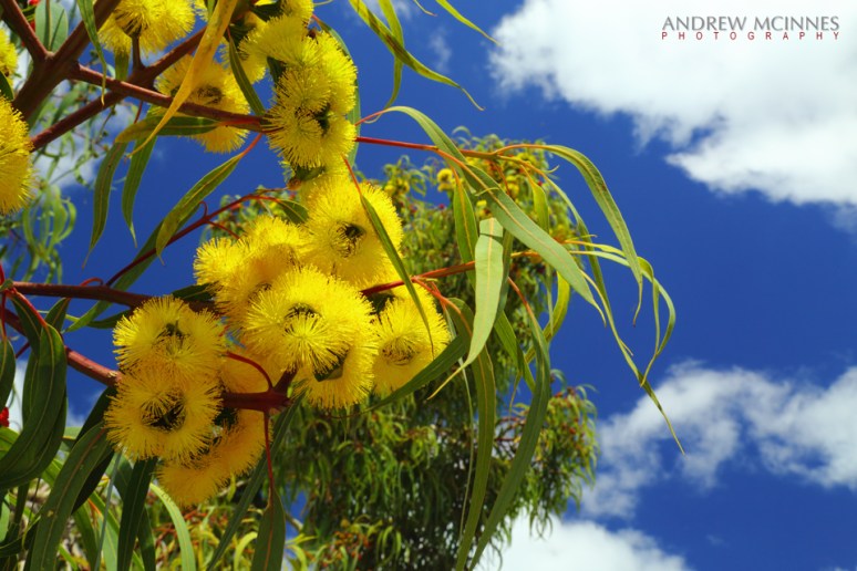 Illyarrie_Red-capped-gum-2AM-003304