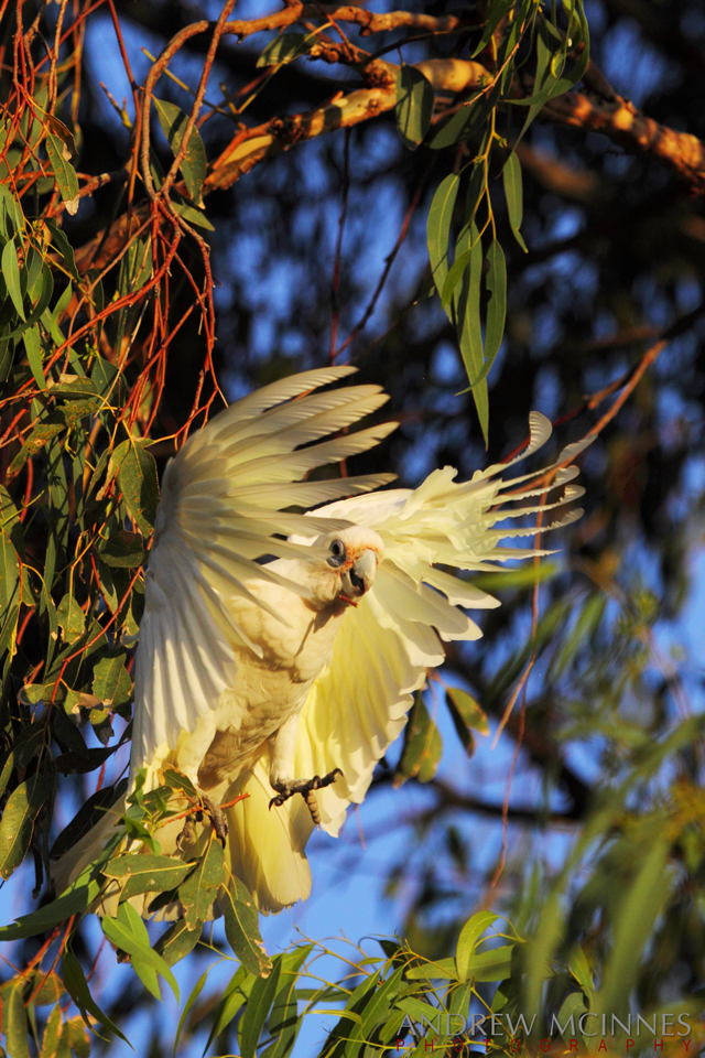 Little-Corella-2AM-004182-EOS-7D