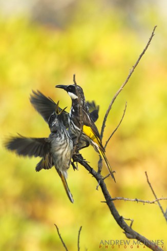 White-cheeked-Honeyeater-2AM-002411-7D