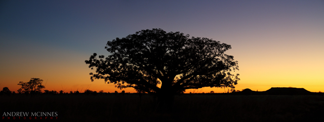 Boab-Sunset-2AM-2791-and-2793_pano2