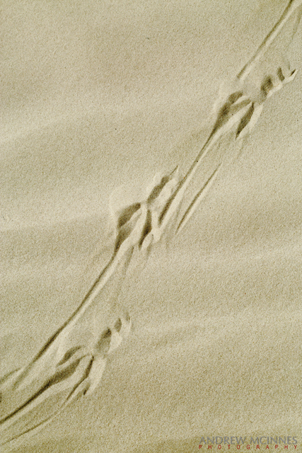 Dunes_Port-Denison-2AM-002266