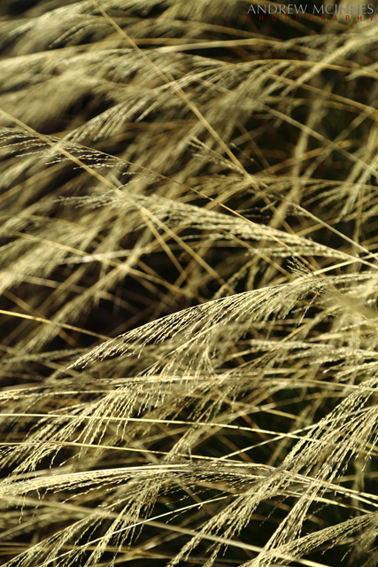 Lake-Argyle-2AM-003141