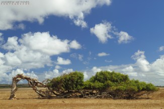 Leaning-Tree_Greenough-2AM-002267