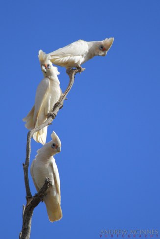 Little-Corella-2AM-004210