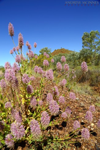 Mulla-Mulla-Flowers-2AM-002823