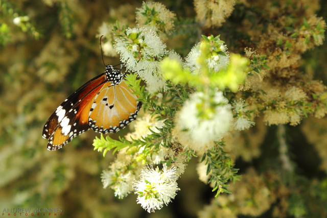 Plain-Tiger-butterfly-2AM-002222---Copy