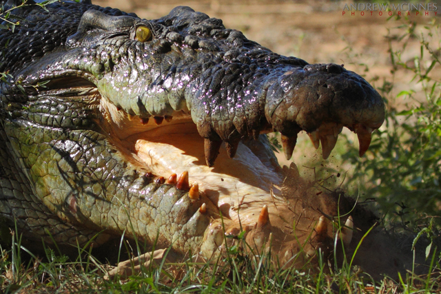 Saltwater-Crocodile-2AM-004748---Copy