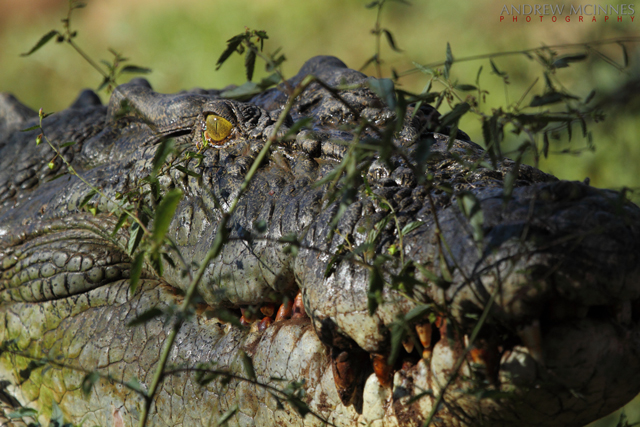 Saltwater-Crocodile-2AM-004771