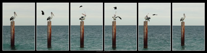 Australian Pelican 2AM 007525-007530 hexaptych