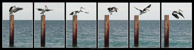 Australian Pelican hexaptych #2. Copyright 2014 Andrew McInnes.