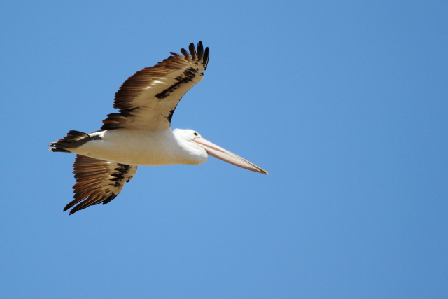Australian Pelican 2AM-001241
