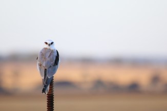 Black-shouldered Kite 2AM-001305
