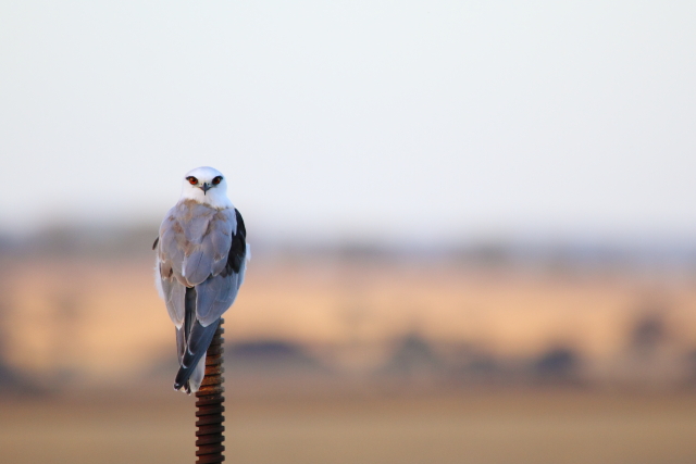 Black-shouldered Kite 2AM-001305