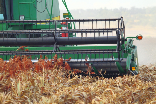 Sorghum Harvest 2AM-001267