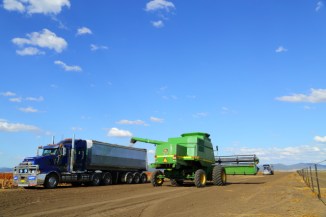 Sorghum Harvest 2AM-007999