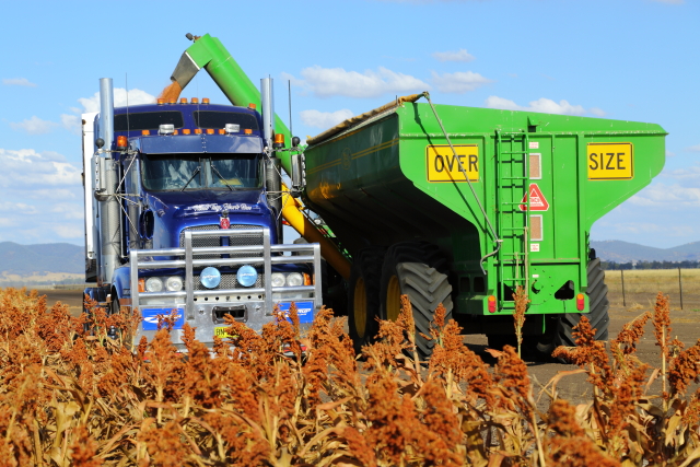 Sorghum Harvest 2AM-008001
