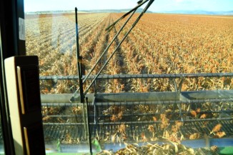 Sorghum Harvest 2AM-008002