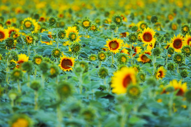 Sunflowers 2AM-001297