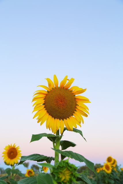 Sunflowers 2AM-007901