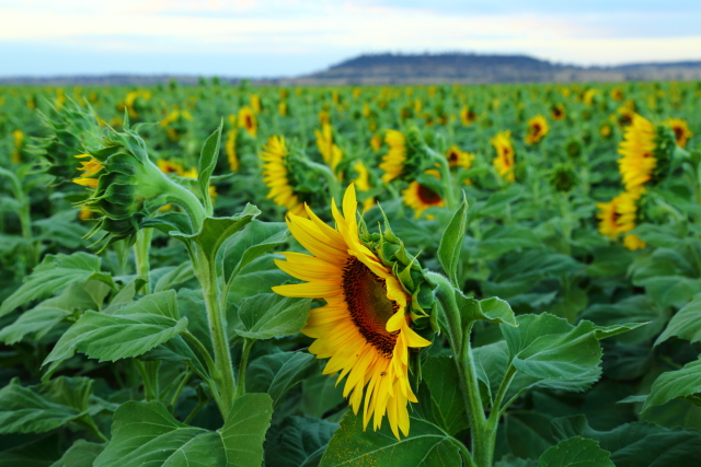 Sunflowers 2AM-008059