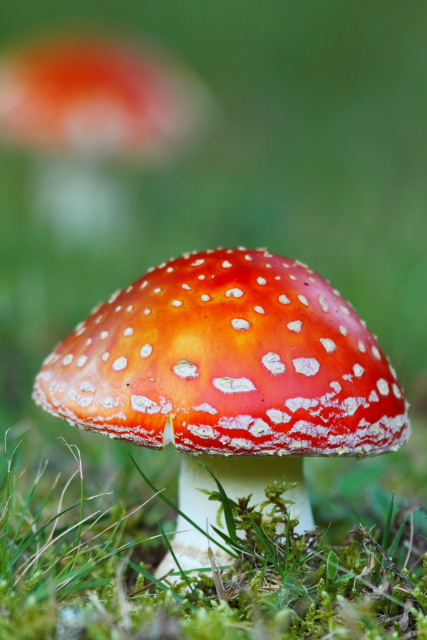 Amanita muscaria - Toadstool 2AM-001323