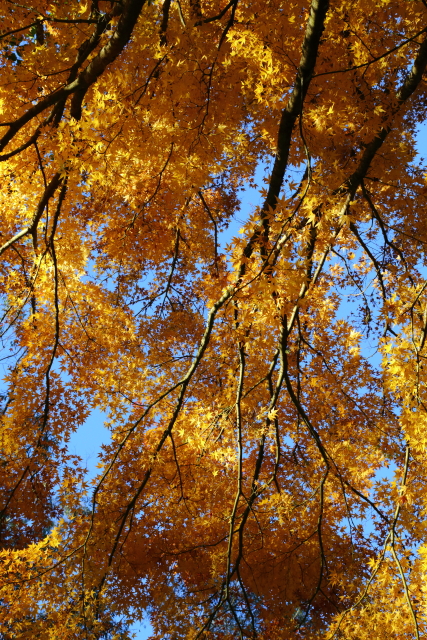 Autumn Leaves 2AM-008172