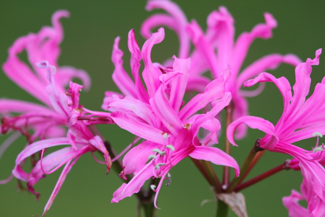 Pink Spider Lily 2AM-001341