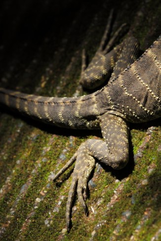 Australian water dragon 2AM-009846