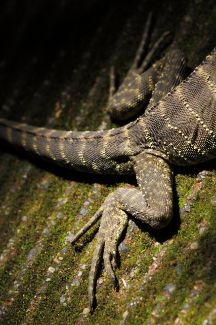 Australian water dragon 2AM-009846