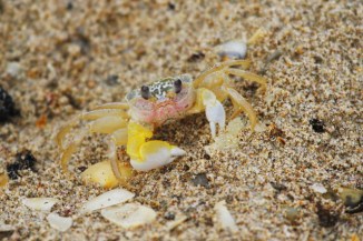 Ghost Crab 2AM-009873