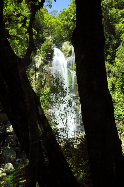 Minnamurra Falls 2AM-007179