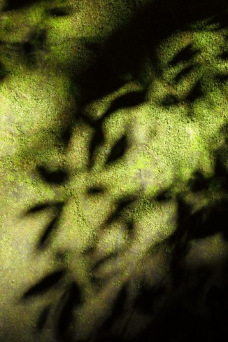 Minnamurra Rainforest 2AM-007145