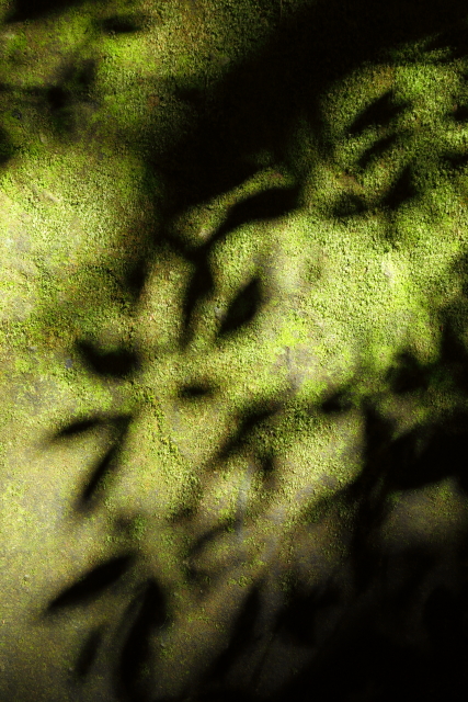 Minnamurra Rainforest 2AM-007145