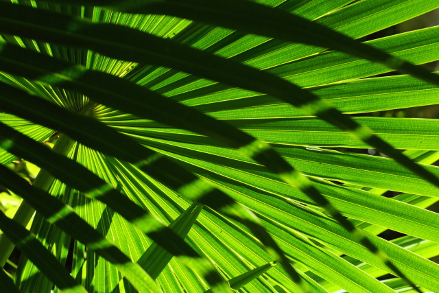 Minnamurra Rainforest 2AM-007154