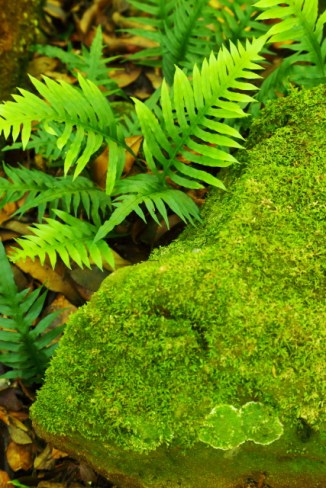 Minnamurra Rainforest 2AM-007161