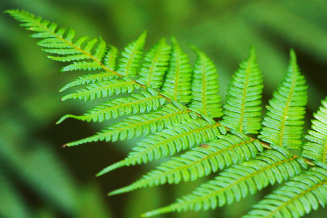 Minnamurra Rainforest 2AM-009815