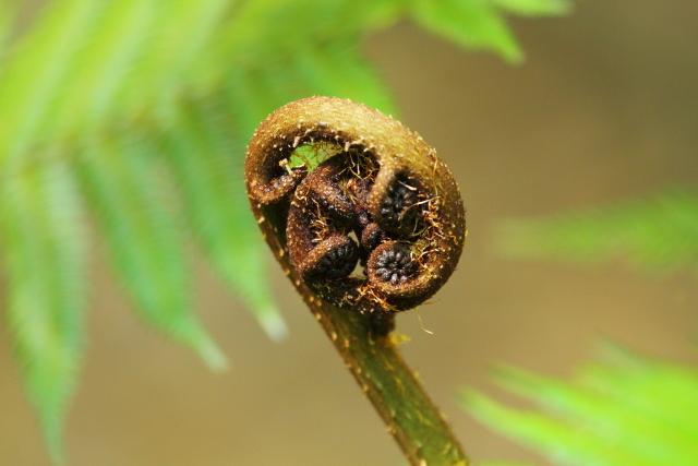 Minnamurra Rainforest 2AM-009818