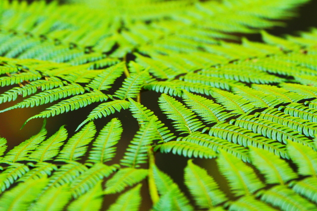 Minnamurra Rainforest 2AM-009821