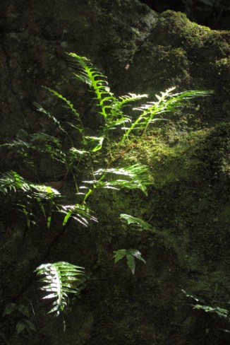 Minnamurra Rainforest 2AM-009822