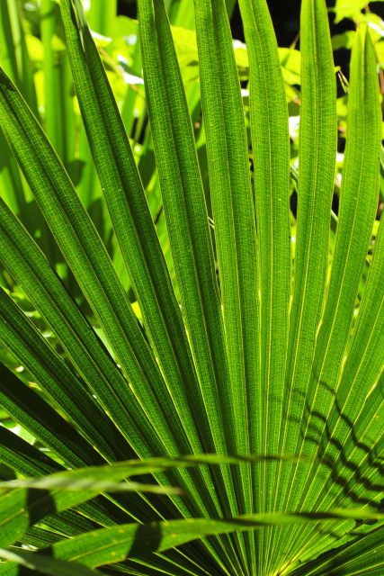 Minnamurra Rainforest 2AM-009825