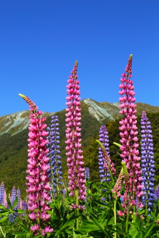 Cascade Creek 2AM-000819