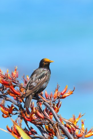 European Starling 2AM-004447. ©Andrew McInnes
