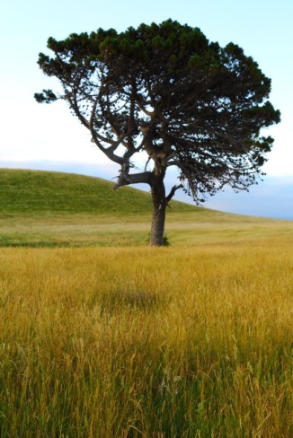 Kaikoura Peninsula 2AM-000355. ©Andrew McInnes